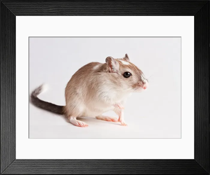 Framed Print : Gerbil (Gerbillinae) Framed Print : Gerbil (Gerbillinae)
