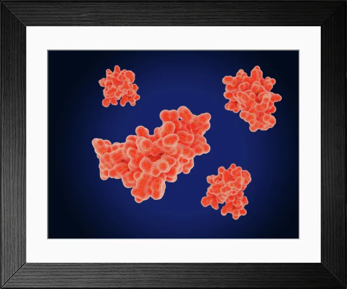 Framed Print : The epidermal growth factor (EGF) Framed Print : The epidermal growth factor (EGF)