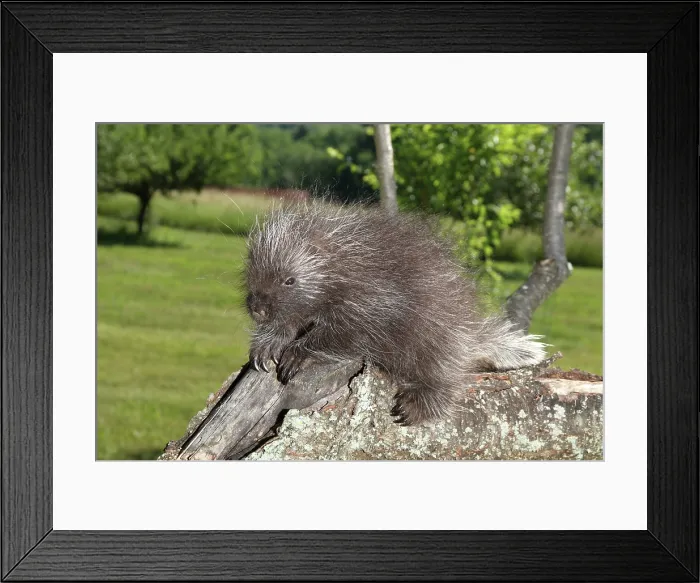 Framed Print : Porcupine in tree Framed Print : Porcupine in tree