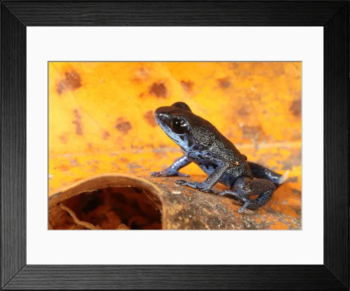Framed Print : Poison Dart Frog (Oophaga pumilio)