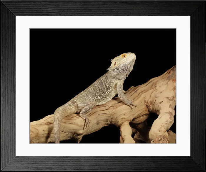 Framed Print : Bearded Dragon (Pagona) full body
