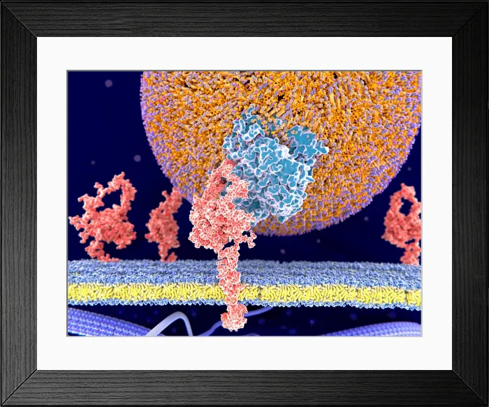Framed Print : LDL particle binding to the LDL-receptor Framed Print : LDL particle binding to the LDL-receptor