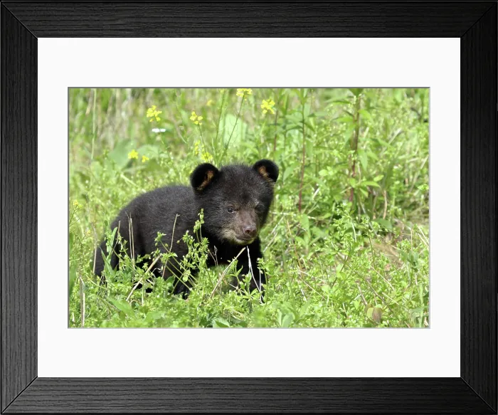 Framed Print : American Black Bear Cub Framed Print : American Black Bear Cub