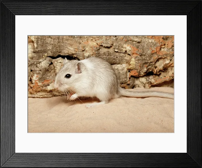 Framed Print : Gerbil on Sand