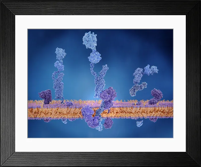 Framed Print : The amyloid precursor protein being cleaved by gamma and beta secretase and setting the beta amyloid peptide free Framed Print : The amyloid precursor protein being cleaved by gamma and beta secretase and setting the beta amyloid peptide free