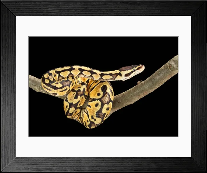 Framed Print : Ball Python (Python regius) Framed Print : Ball Python (Python regius)