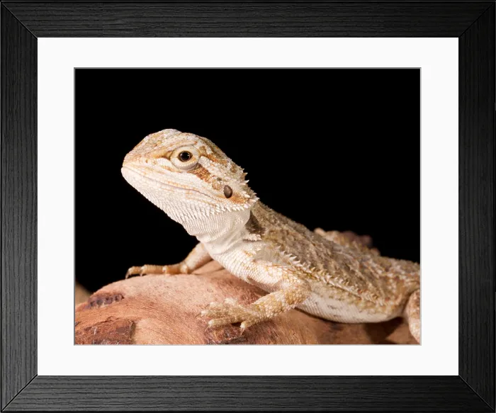 Framed Print : Bearded Dragon (Pagona) portrait Framed Print : Bearded Dragon (Pagona) portrait