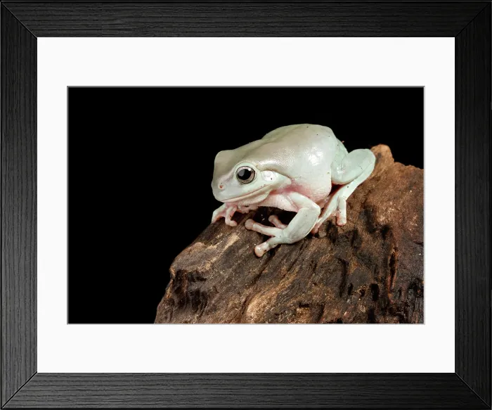 Framed Print : Australian White's Tree Frog Framed Print : Australian White's Tree Frog