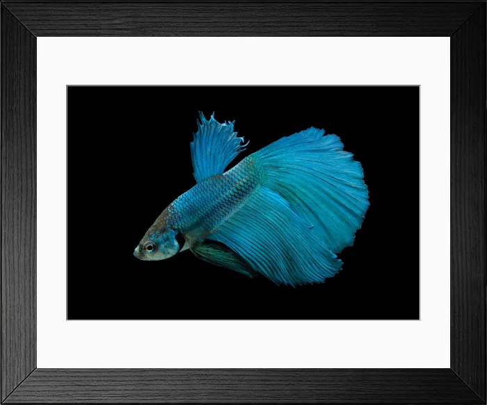 Framed Print : Siamese Fighting fish or Betta Framed Print : Siamese Fighting fish or Betta