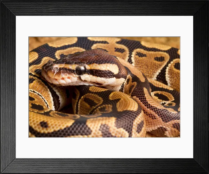 Framed Print : Ball Python (Python regius) close up Framed Print : Ball Python (Python regius) close up
