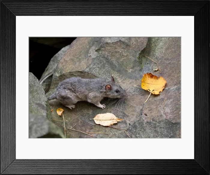 Framed Print : Allegheny Woodrat (Neotoma Magister) Framed Print : Allegheny Woodrat (Neotoma Magister)
