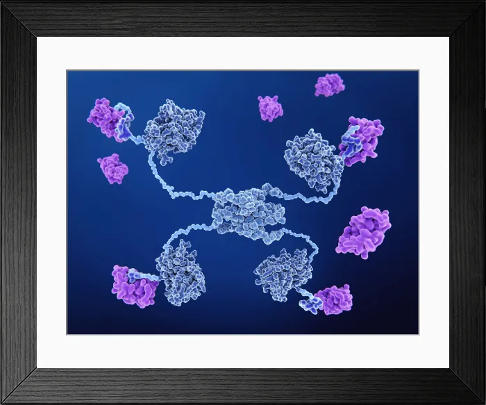 Framed Print : MDM2 proteins binding to the p53 tumor suppressor protein and inactivating it