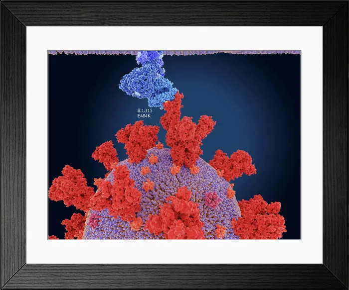 Framed Print : Main mutation site of the South African COVID-19 variant Framed Print : Main mutation site of the South African COVID-19 variant