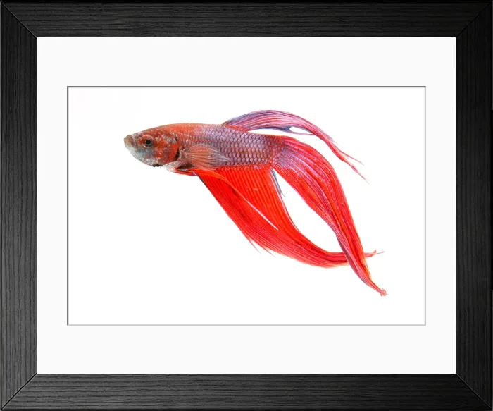 Framed Print : Red Betta Fish (Betta splendens) portrait Framed Print : Red Betta Fish (Betta splendens) portrait
