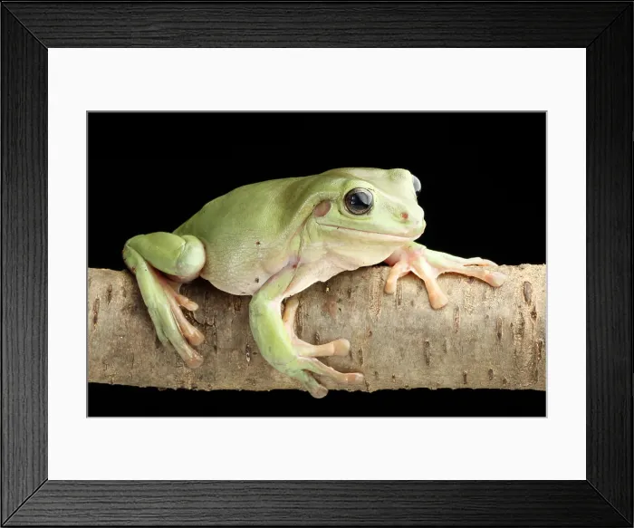 Framed Print : White's Tree Frog (Litoria caerulea)