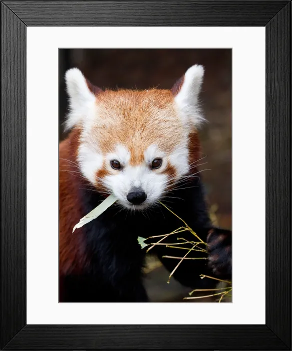 Framed Print : Red Panda (Ailurus fulgens) Framed Print : Red Panda (Ailurus fulgens)