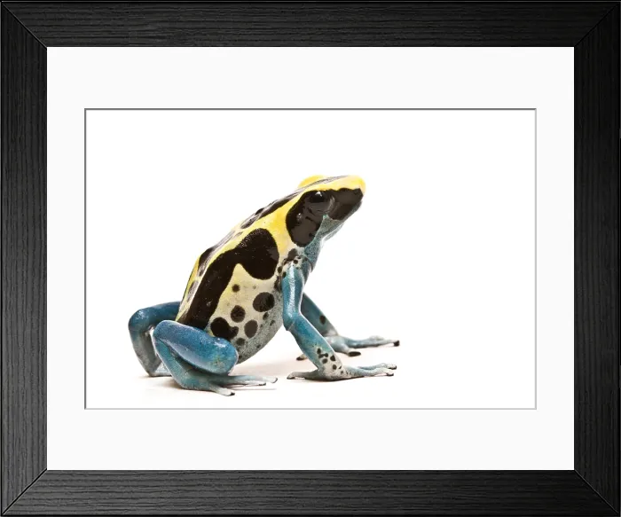 Framed Print : Dyeing poison dart frog Framed Print : Dyeing poison dart frog