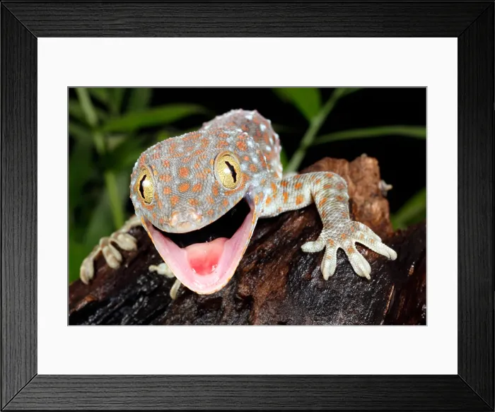 Framed Print : Tokay Gecko (Gekko gecko)