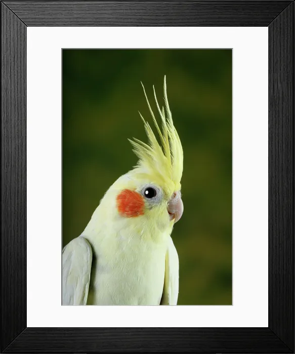 Framed Print : Cockatiel (Nymphicus hollandicus)