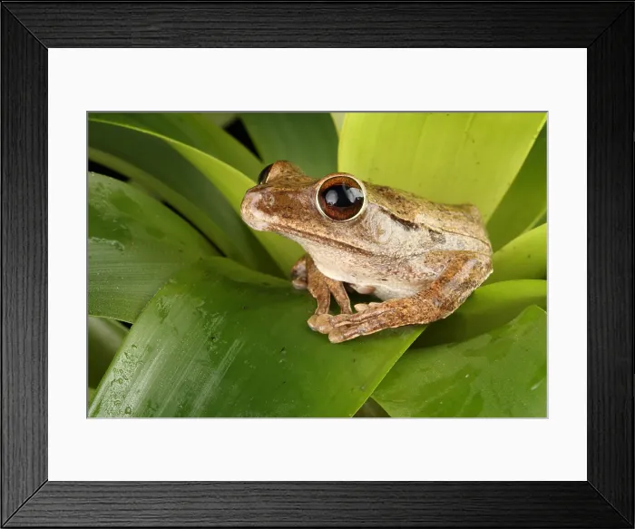 Framed Print : Common Treefrog (Polypedates leucomystax) Framed Print : Common Treefrog (Polypedates leucomystax)