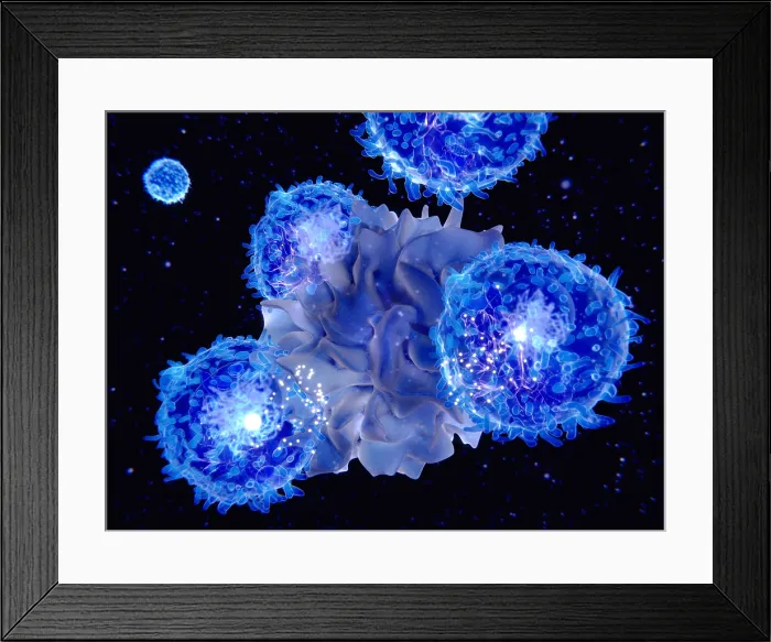 Framed Print : Dendritic cell presenting an antigen to T-cells Framed Print : Dendritic cell presenting an antigen to T-cells