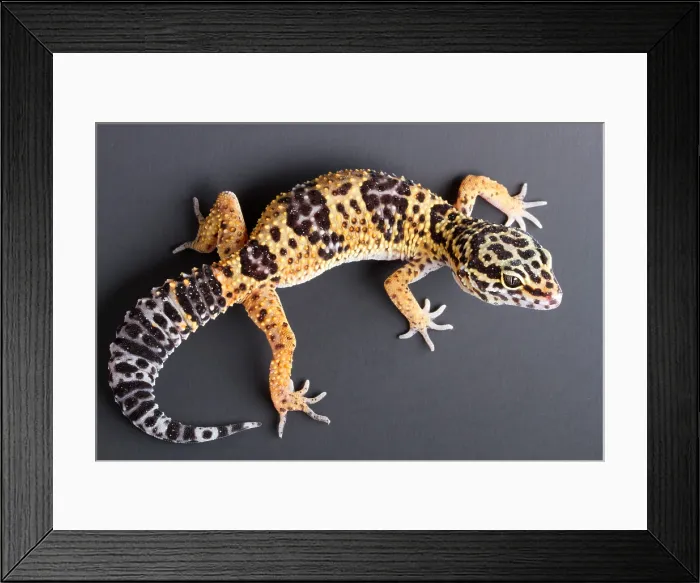 Framed Print : Leopard Gecko (Eublepharis macularius) Framed Print : Leopard Gecko (Eublepharis macularius)