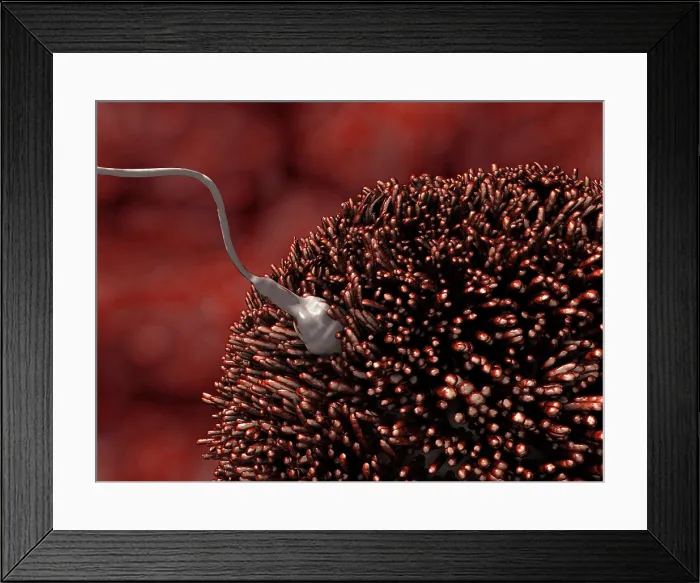 Framed Print : Fertilisation of human egg, artwork Framed Print : Fertilisation of human egg, artwork