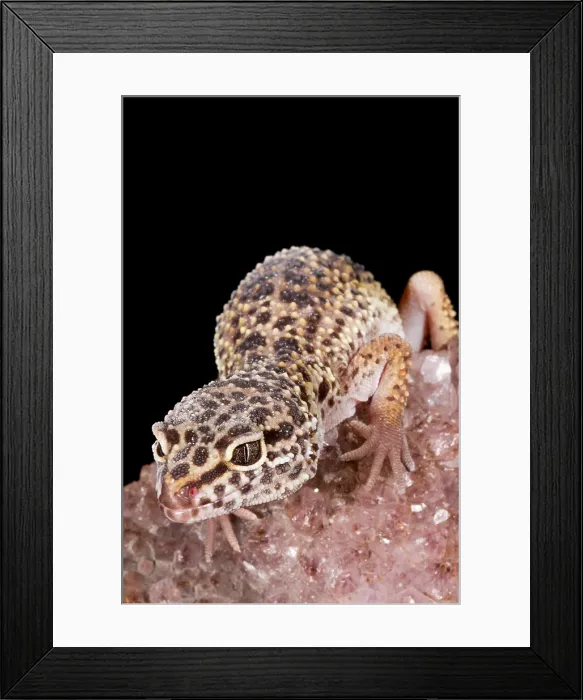 Framed Print : Leopard Gecko (Eublepharis macularius) on quartz Framed Print : Leopard Gecko (Eublepharis macularius) on quartz