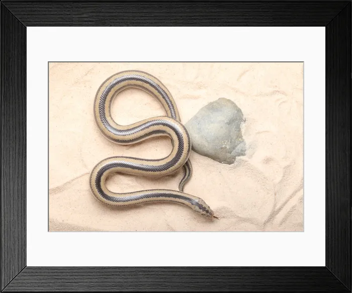 Framed Print : Rosy Boa (Lichanura trivirgata) Framed Print : Rosy Boa (Lichanura trivirgata)