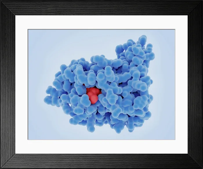Framed Print : Tumor Suppressor MTAP Framed Print : Tumor Suppressor MTAP