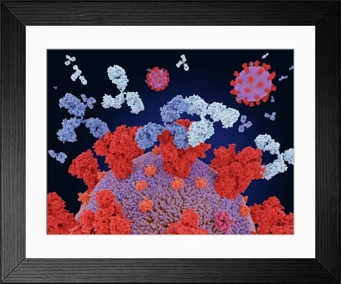 Framed Print : Therapeutic monoclonal antibody cocktail binding to coronaviruses