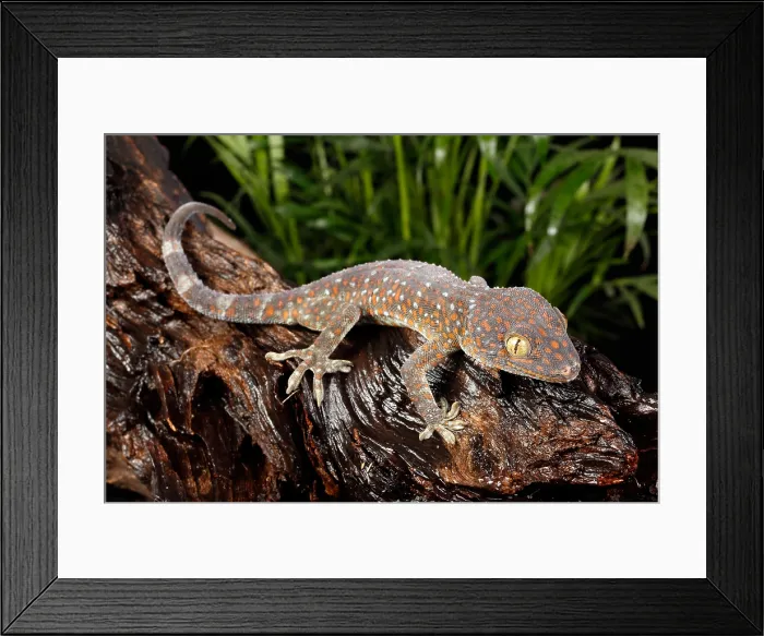 Framed Print : Tokay Gecko (Gekko gecko) Framed Print : Tokay Gecko (Gekko gecko)