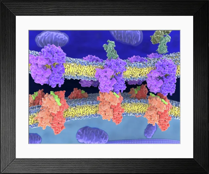 Framed Print : T-cell receptor in complex with the MHC class II-peptide complex Framed Print : T-cell receptor in complex with the MHC class II-peptide complex