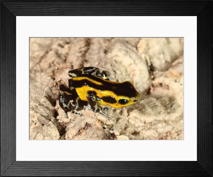 Framed Print : Poison Dart Frog (Oophaga pumilio) Framed Print : Poison Dart Frog (Oophaga pumilio)
