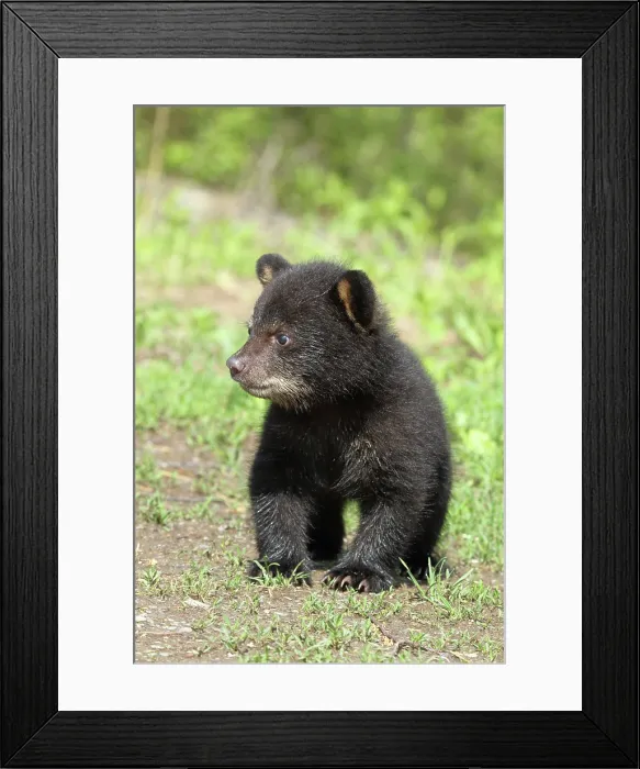 Framed Print : American Black Bear Cub Framed Print : American Black Bear Cub