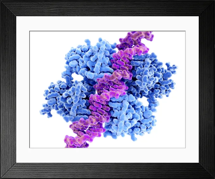 Framed Print : P53 tumor suppressor bound to DNA