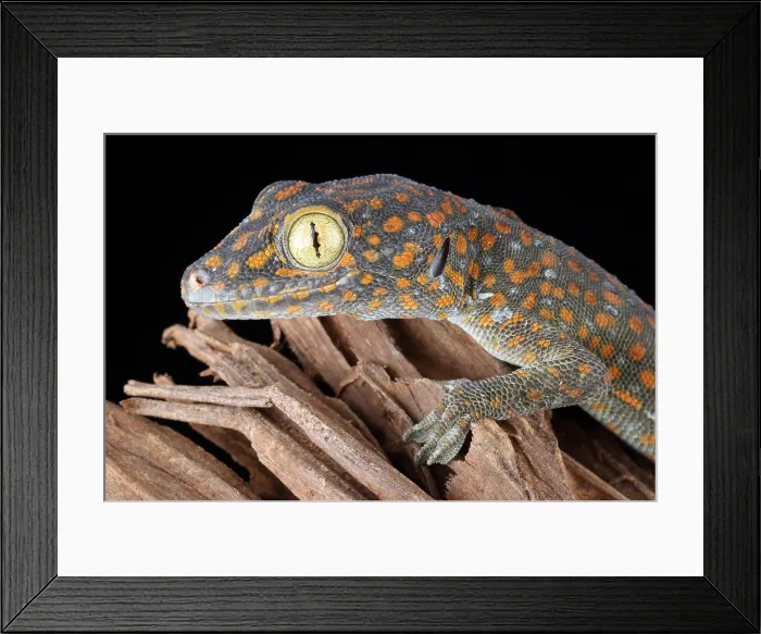 Framed Print : Tokay Gecko Framed Print : Tokay Gecko