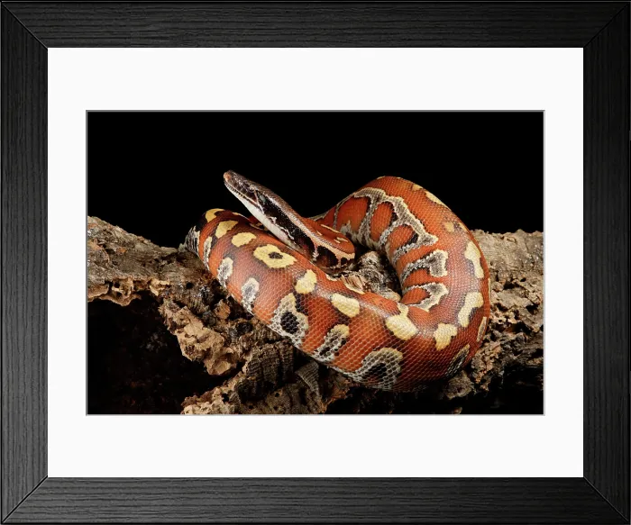 Framed Print : Blood Python (Python brongersmai) Framed Print : Blood Python (Python brongersmai)