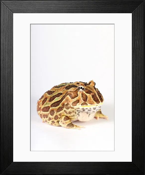 Framed Print : South American Horned Frog Framed Print : South American Horned Frog