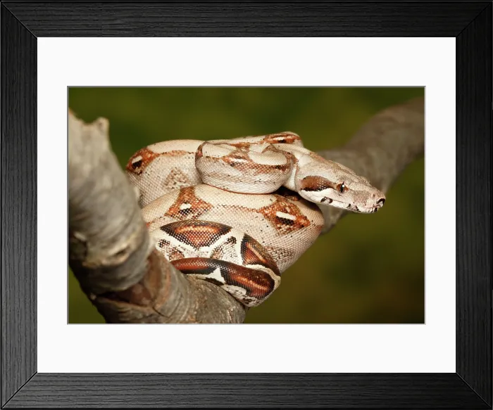 Framed Print : Colombian Red Tail Boa Constrictor sitting on branch