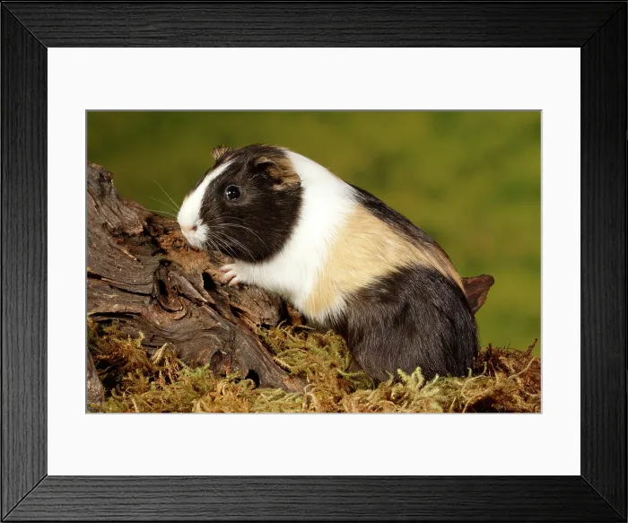 Framed Print : Guinea Pig climbing on log portrait Framed Print : Guinea Pig climbing on log portrait