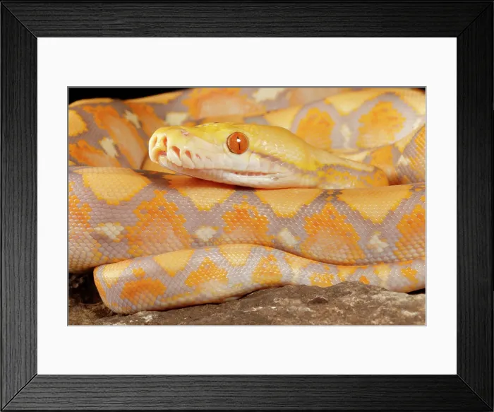 Framed Print : Reticulated Python (Lavender Morph) Framed Print : Reticulated Python (Lavender Morph)