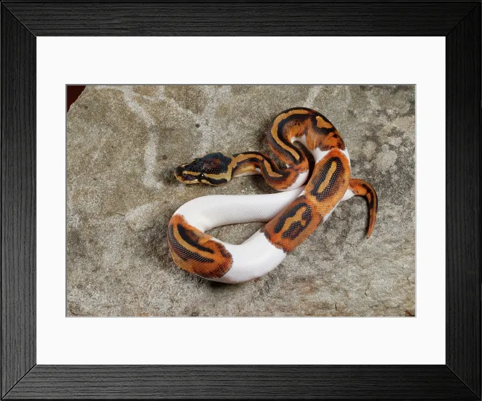 Framed Print : Piebald Ball Python on Rock