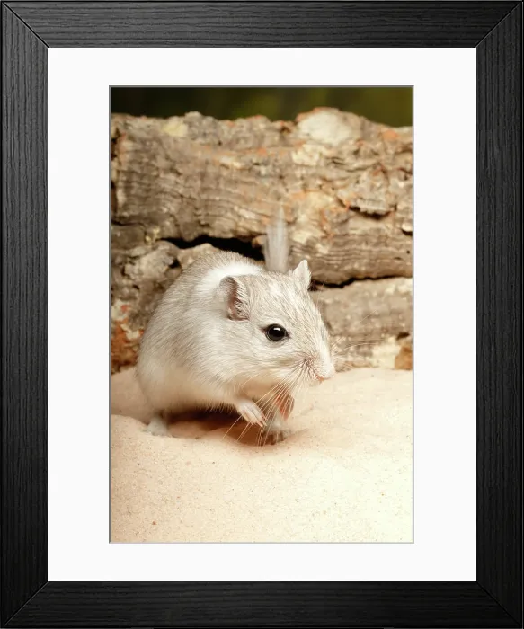 Framed Print : Gerbil on Sand Framed Print : Gerbil on Sand