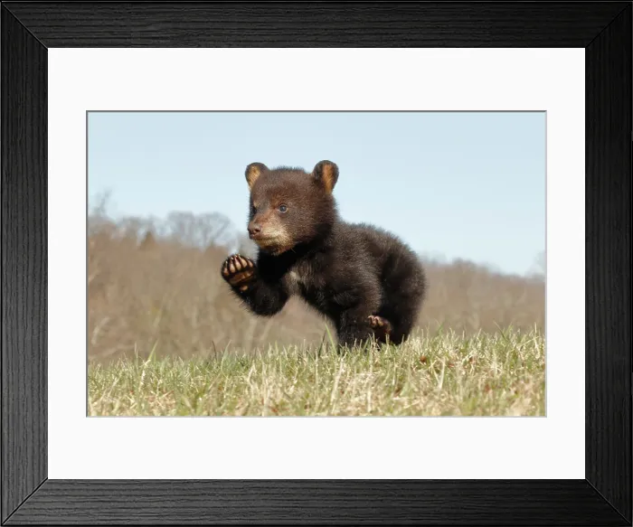 Framed Print : American Black Bear Cub Running