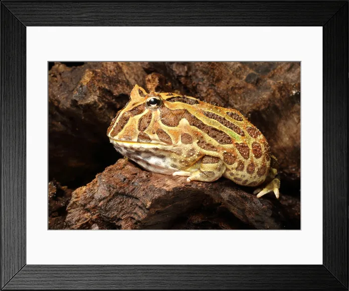 Framed Print : South American Horned Frog Framed Print : South American Horned Frog
