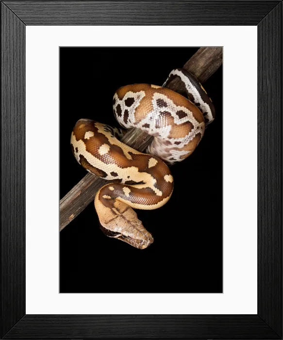 Framed Print : Blood python (Python brongersmai) on branch Framed Print : Blood python (Python brongersmai) on branch