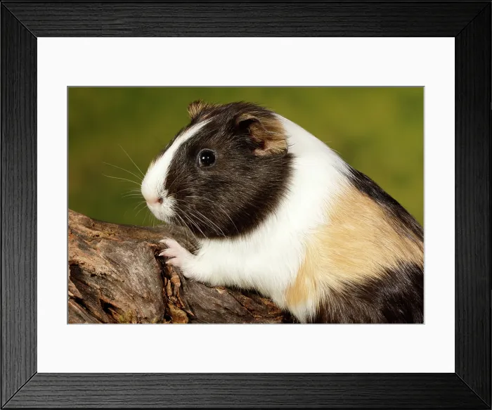 Framed Print : Guinea Pig climbing on log portrait Framed Print : Guinea Pig climbing on log portrait