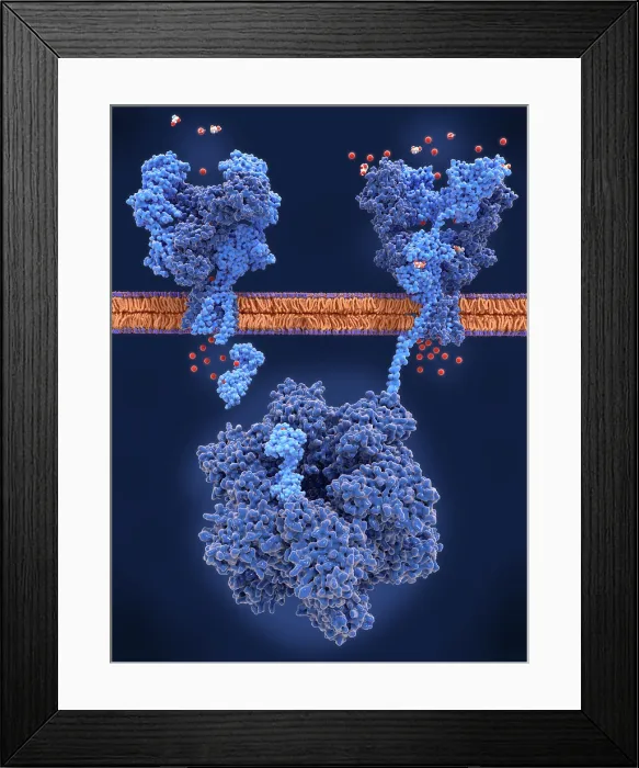 Framed Print : Long-term potentiation (LTP): key actor molecules