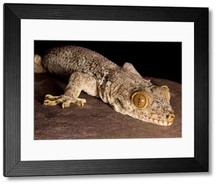 Framed Print : Crocodile Gecko (Tarentola Mauritanica) Framed Print : Crocodile Gecko (Tarentola Mauritanica)